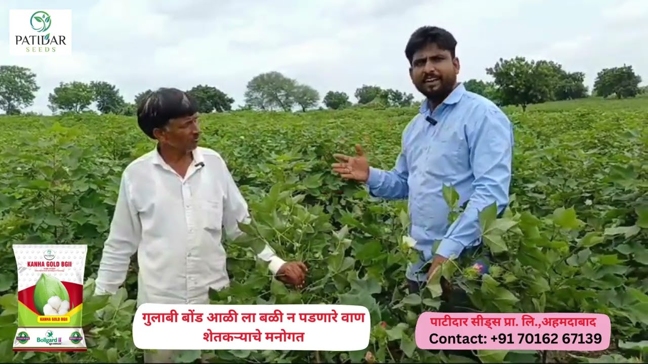 गुलाबी बोंड आळी ला बळी न पडणारे वाण शेतकऱ्याचे मनोगत- KANHA GOLD COTTON FARMER REVIEW'S- 7016267139