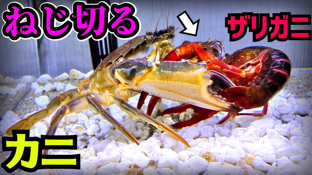 どう猛なカニはザリガニをものすごい力で…