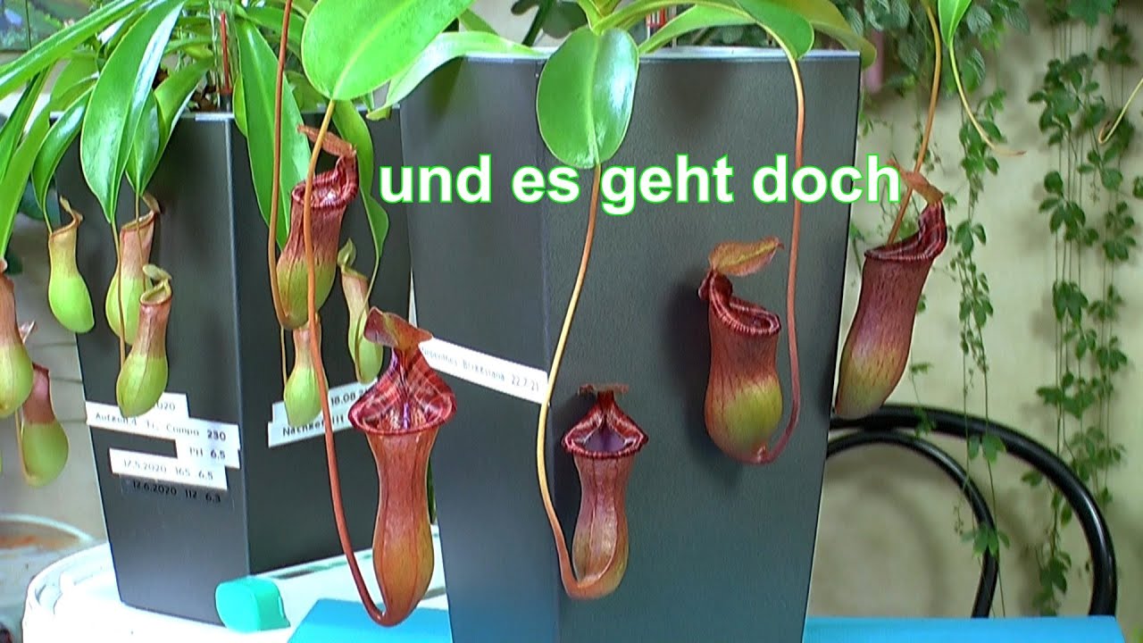 Nepenthes Kannenpflanzen im mineralischen Substrat pflegen und düngen und Umtopfen einer Nepenthes