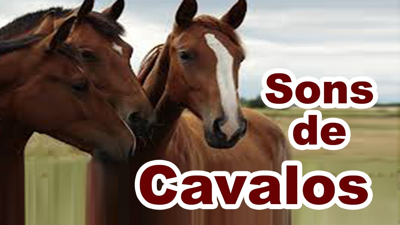 som de &eacute;gua relinchando e bufando - sons de egua no cio relinchando