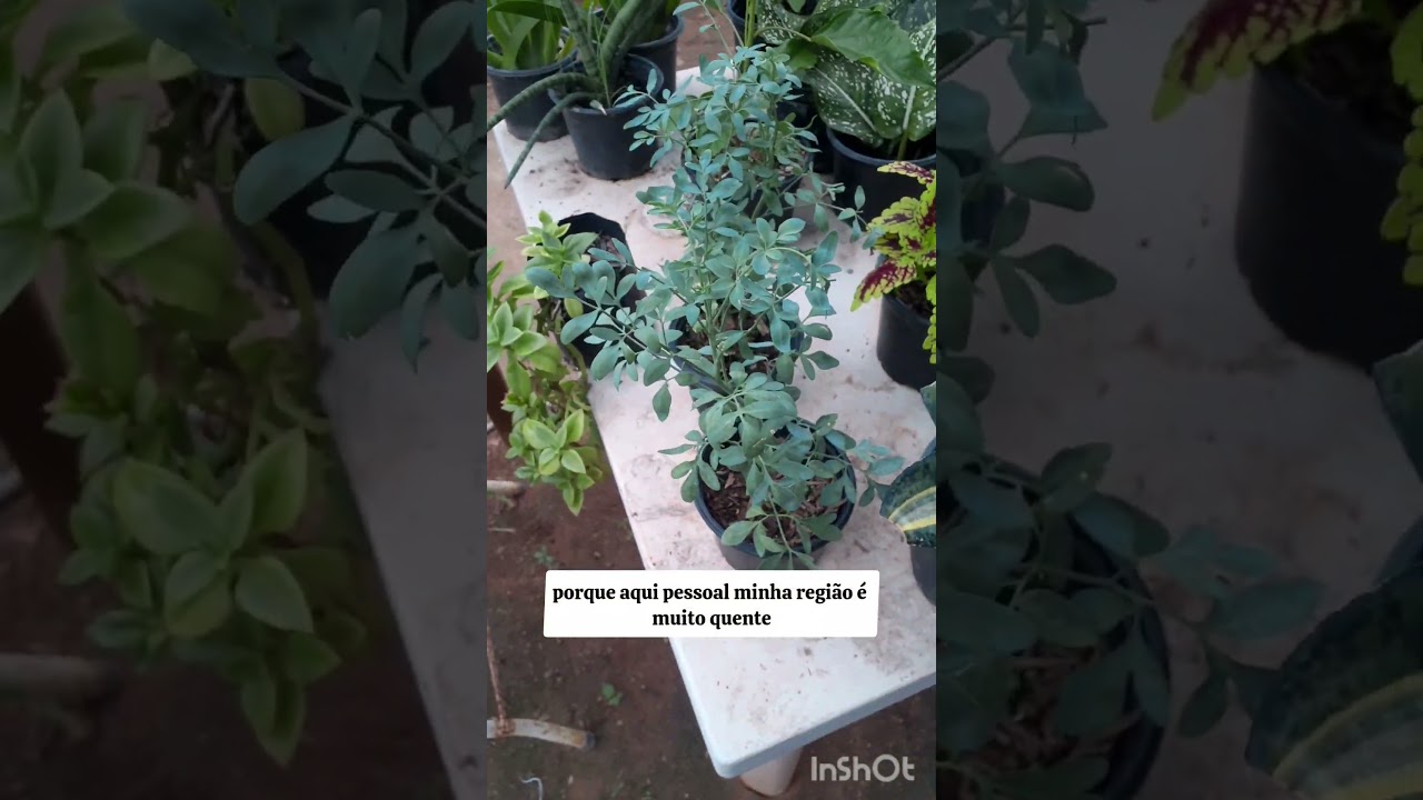 Como Cuidar de Arruda🌿