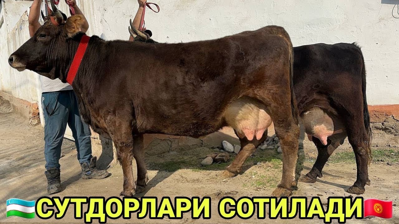 ШВЕД ОЛА КОРА ФЕРМАБОБ СУТДОР СИГИРЛАР БУГОЗЛАР СОТИЛАДИ SOTILADIGON SIGIRLAR NARXI 22 февраля 2026
