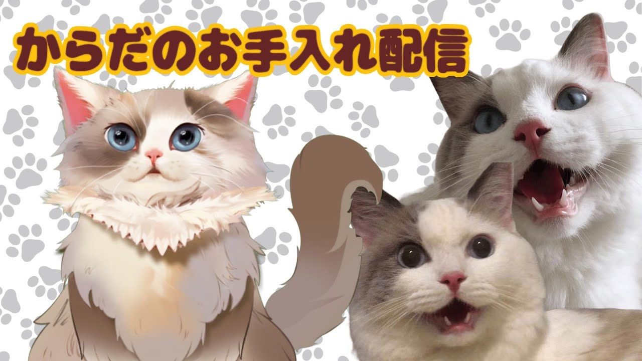 【実写】からだのお手入れをする縦型配信【新猫Vtuber】#shorts