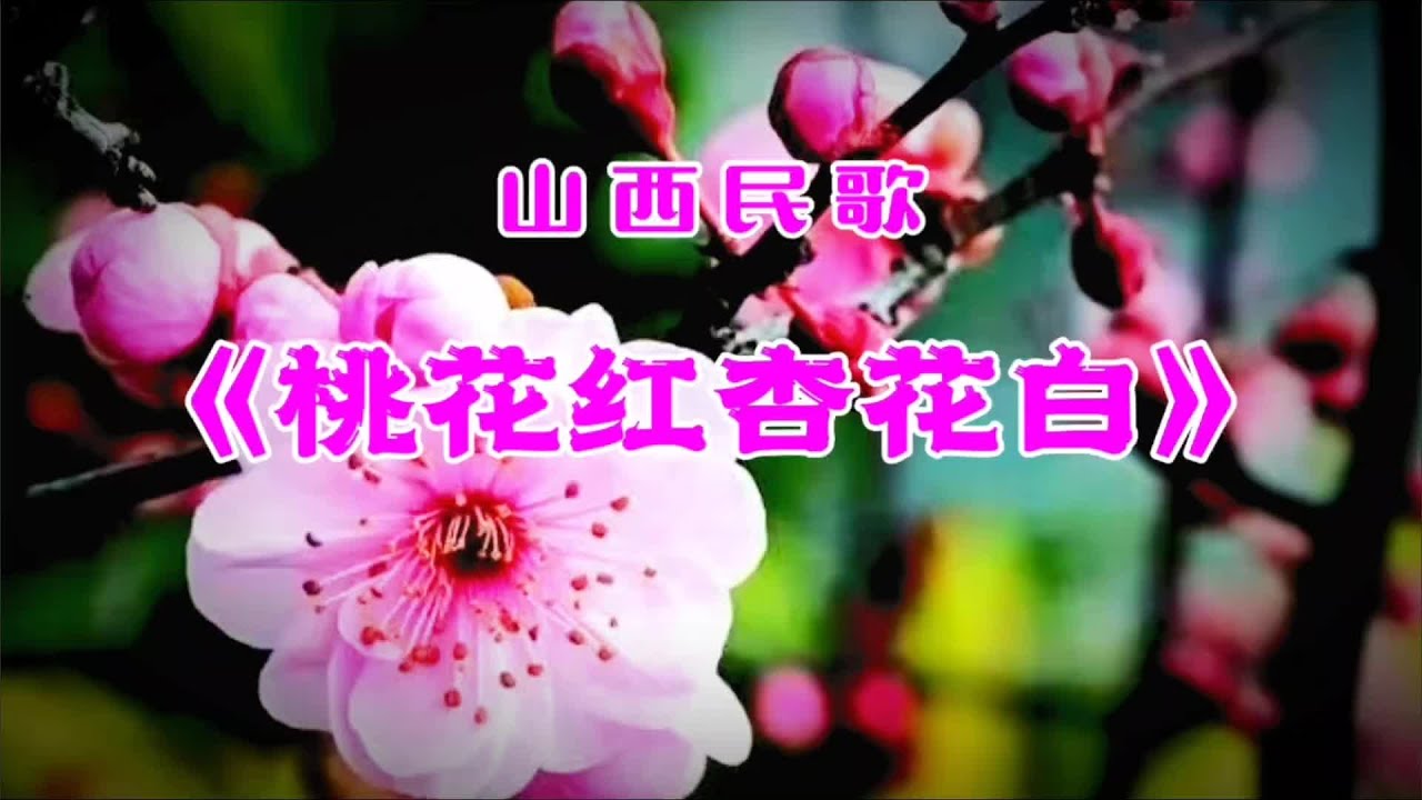 一曲好听的山西民歌《桃花红杏花白》，旋律优美，让人百听不厌#又是一年桃花开 #春暖花开奔你而来 #抖音带你去赏花