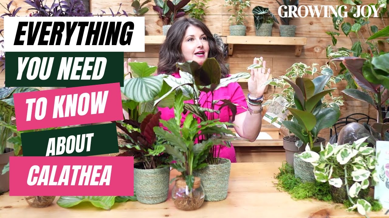 The Ultimate Calathea Care Guide // Calathea 101 // Rattlesnake plant, prayer plant