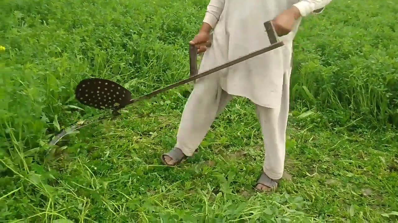barseem katai with datar or kapa in punjab Pakistan