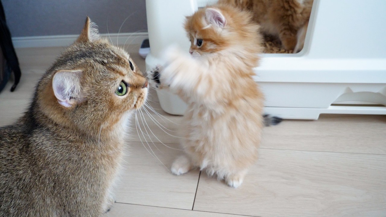 Вот что случилось с котёнком, который ударил свою маму кошачьим кулаком...