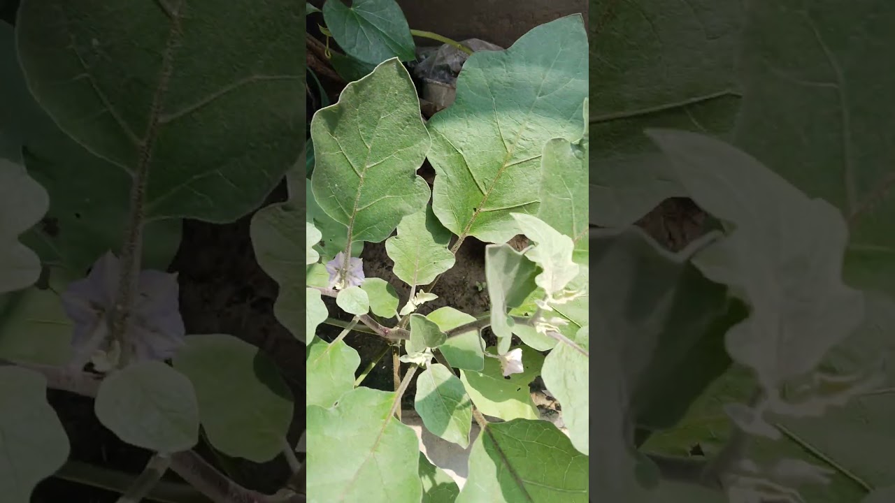 mini vlog | portulaca |neem giloy | chandni plant | jamun plant | mirchi plant| baingan | tamatar