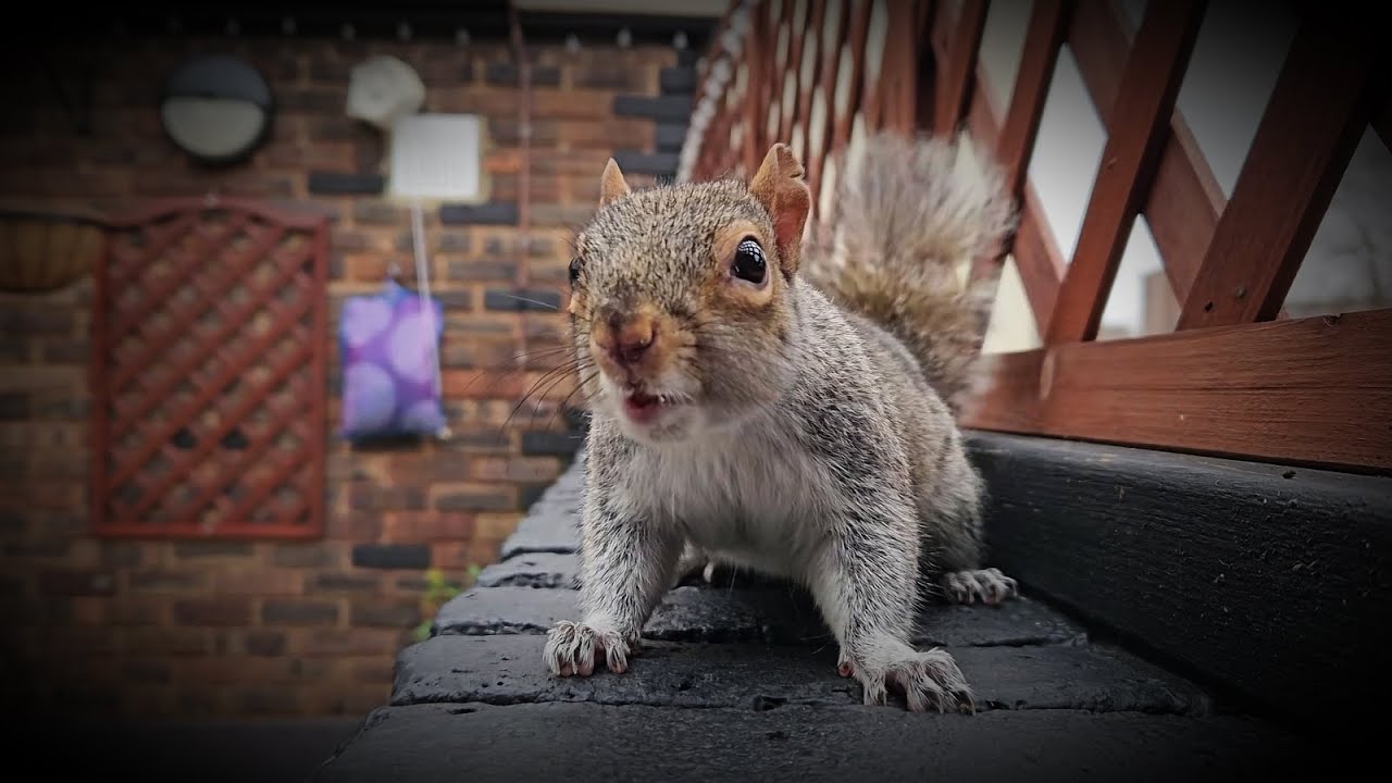 #squirrel