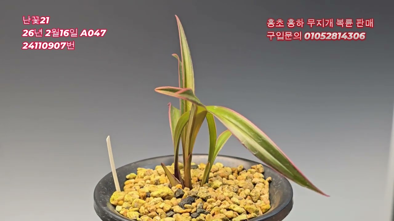 홍초홍하무지 복륜판매#난꽃21,#한국춘란세계화,#월간난과생활,#월간난세계,#전라북도난산업연합회,#동네방네,#잠홍원,#만군이야기,#아름다운정원수,#상명원예자재,#푸른초장,#국제난원,