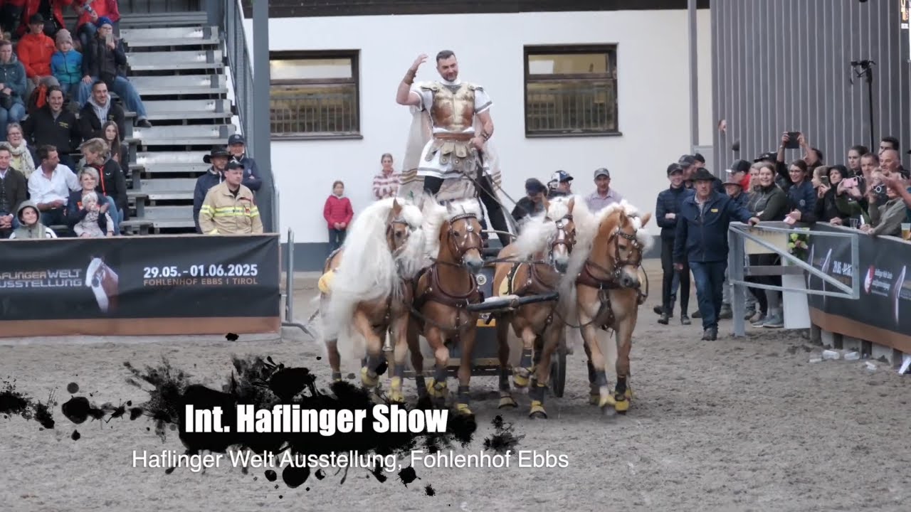 Der Gladiator vom Fohlenhof Ebbs: Haflinger Welt Ausstellung (Fohlenhof Ebbs, Tirol)