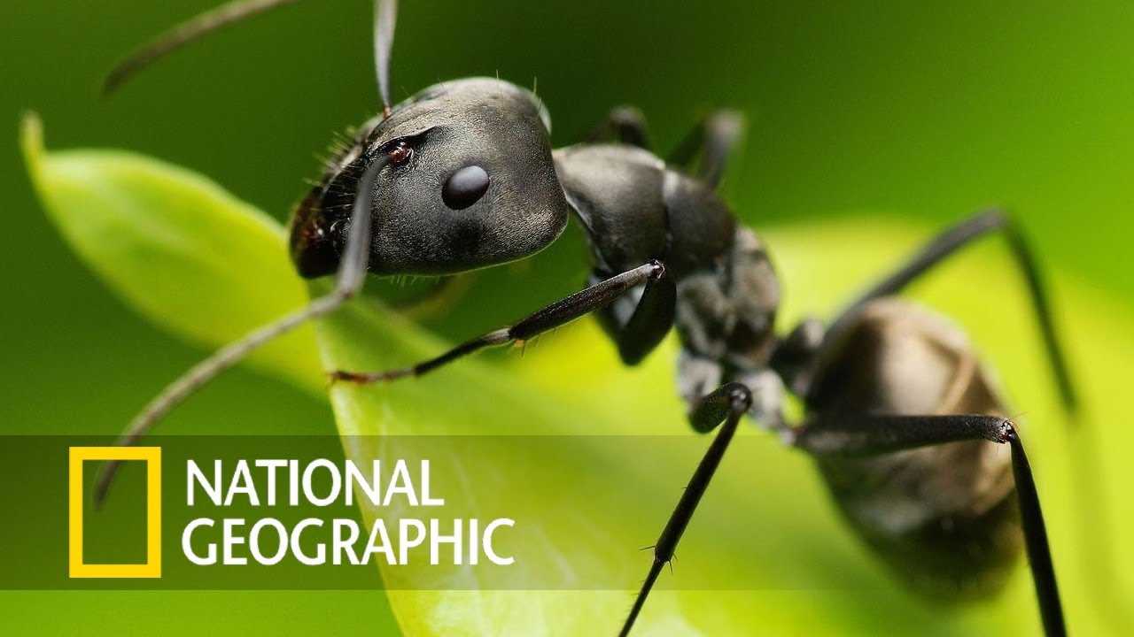 УДИВИТЕЛЬНЫЙ МИР НАСЕКОМЫХ / Документальный филь про дикую природу / Австралия / National Geographic