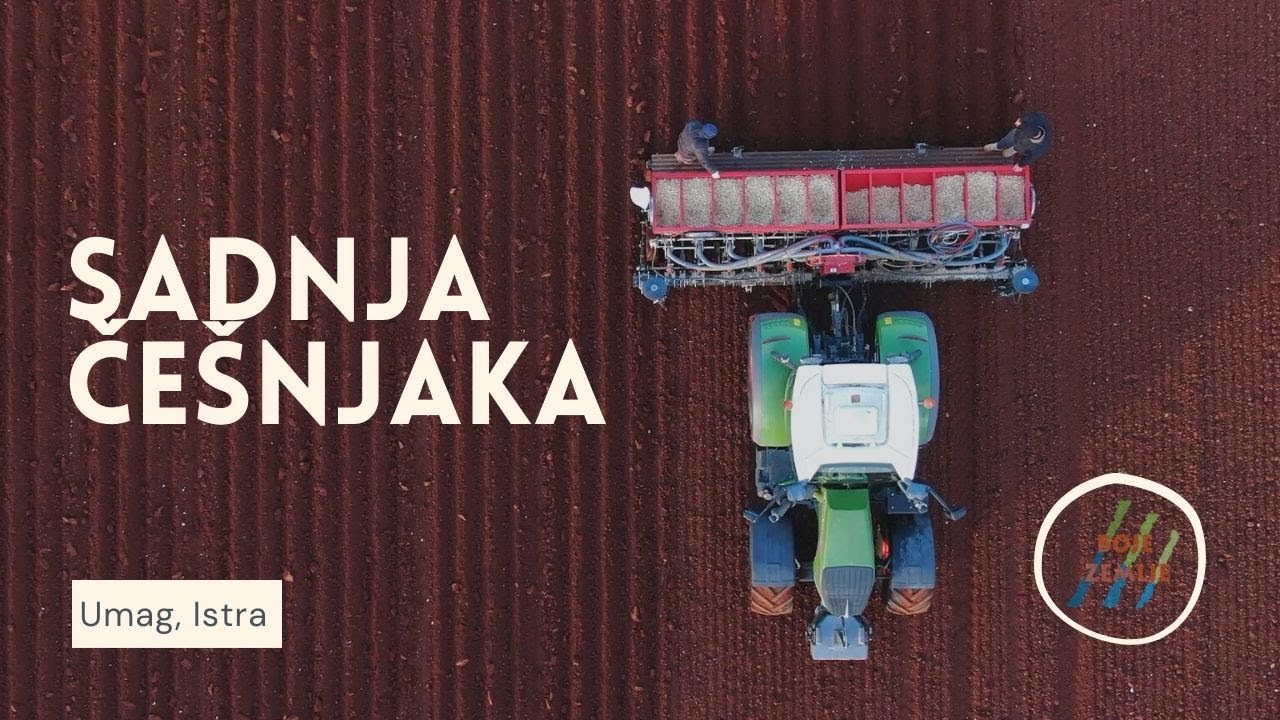 BOJE ZEMLJE Sadnja češnjaka na istarskim njivama