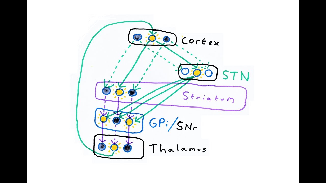 Basal ganglia and Action Selection