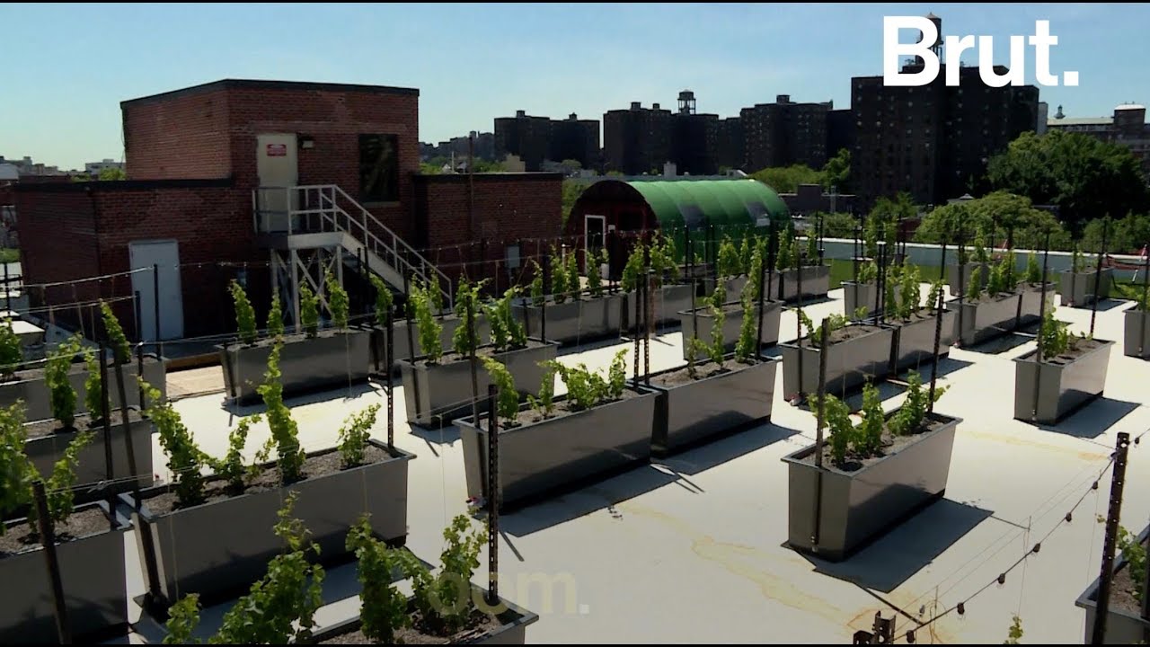 Le boom de l'agriculture urbaine