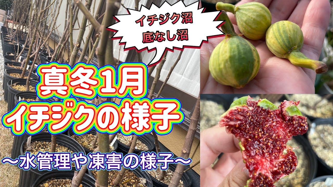 【イチジク沼】1月のイチジクの様子！耐寒性はある？冬場の水やりや凍害を共有。鉢植えの置き場所や栽培環境の違いを比較