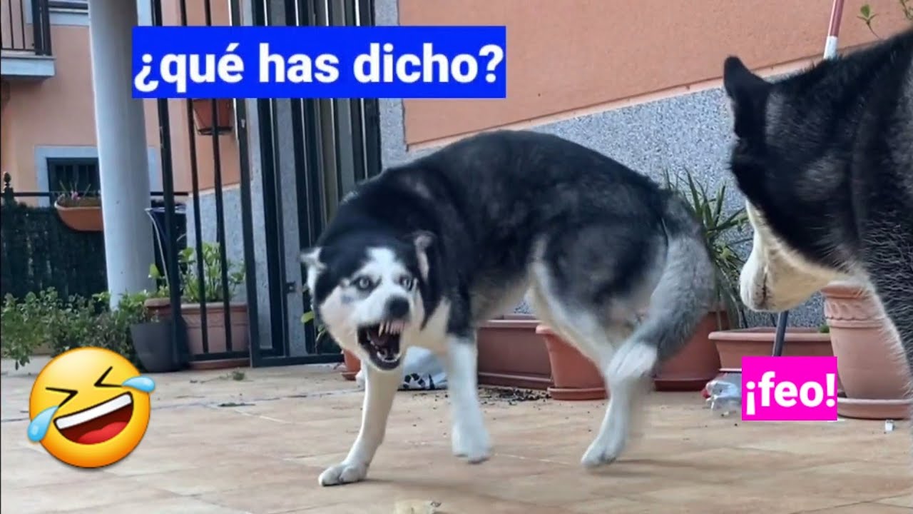 Los mejores videos de risa😂 de Max the Husky 🐶y la perrita🐕 Bombón #7