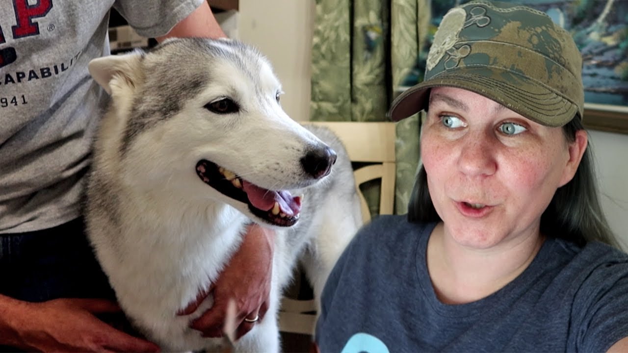 The Huskies Want to go Camping!  Is it time yet?