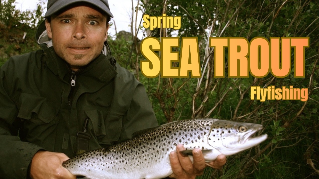 Spring Seatrout