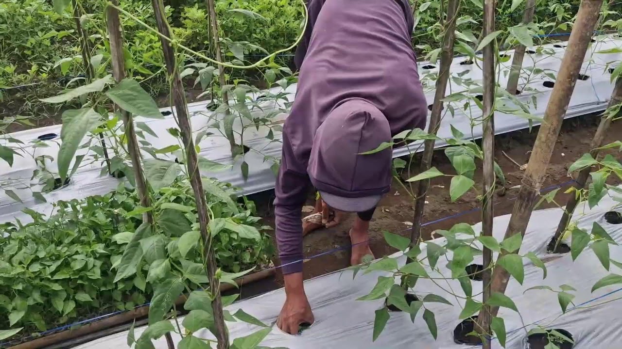 AMAZING TRICK TO PLANT CHILI SEEDLINGS IN A LONG BEAN FIELD! - Agriculture Gardening