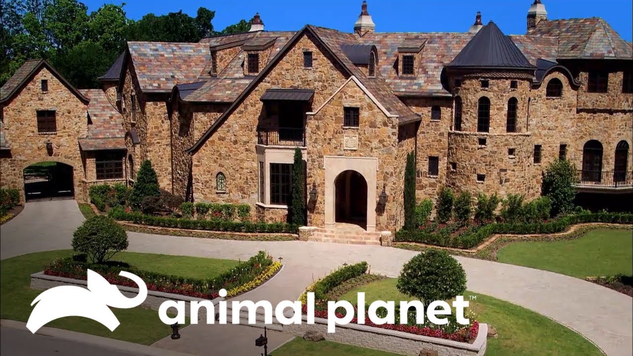 Una piscina que está a la altura de un castillo | Piscinas Soñadas | Animal Planet