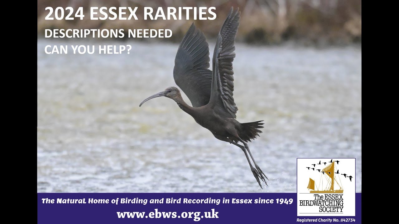 Редкие находки Эссекса 2024 года — требуется описание: как подать заявку и почему это важно?