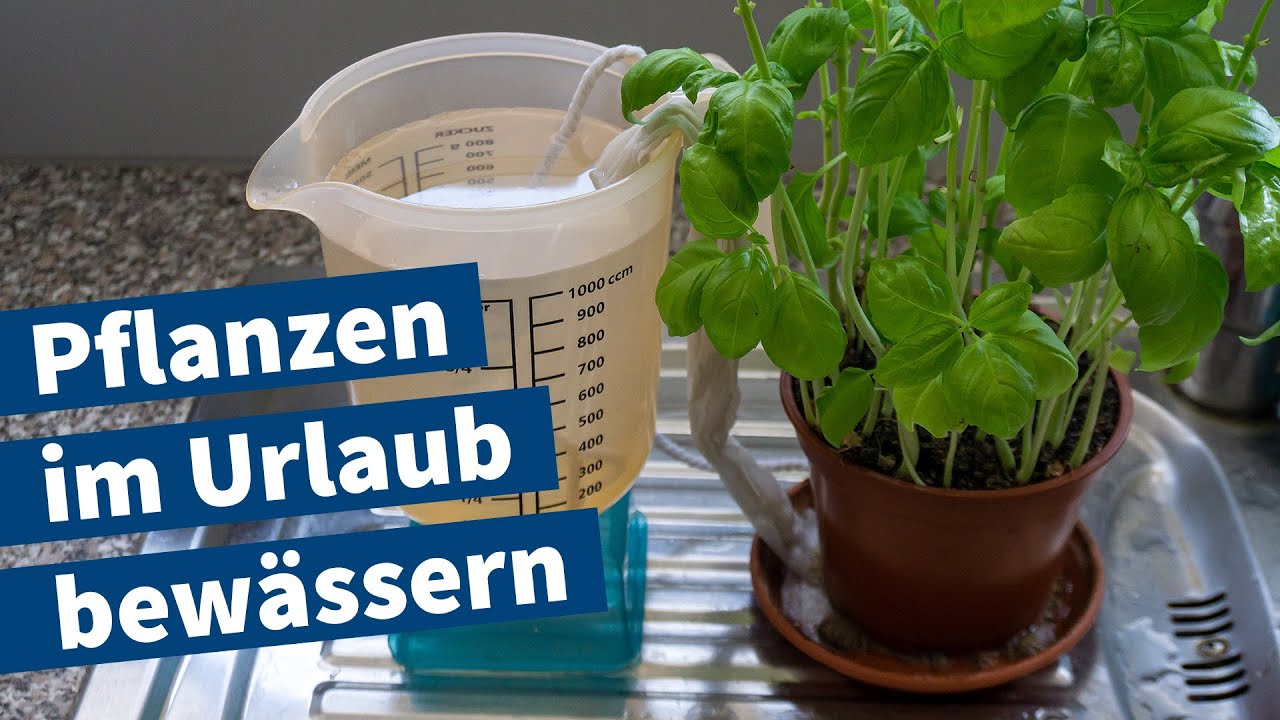 Pflanzen im Urlaub bewässern – Anleitung für DIY-Bewässerung von Basilikum – Einfaches Tutorial