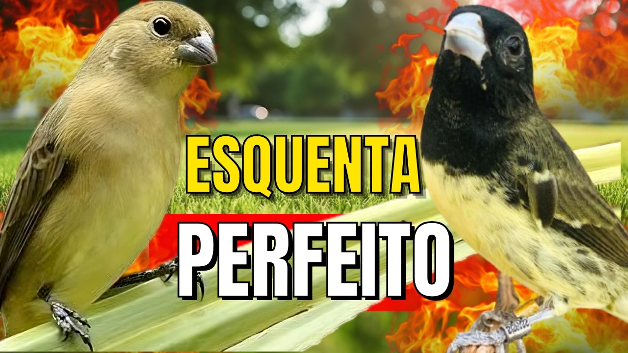 Papa capim siu siu com Fêmea chamando para Esquentar papa capim siu siu e papacapim siusiu