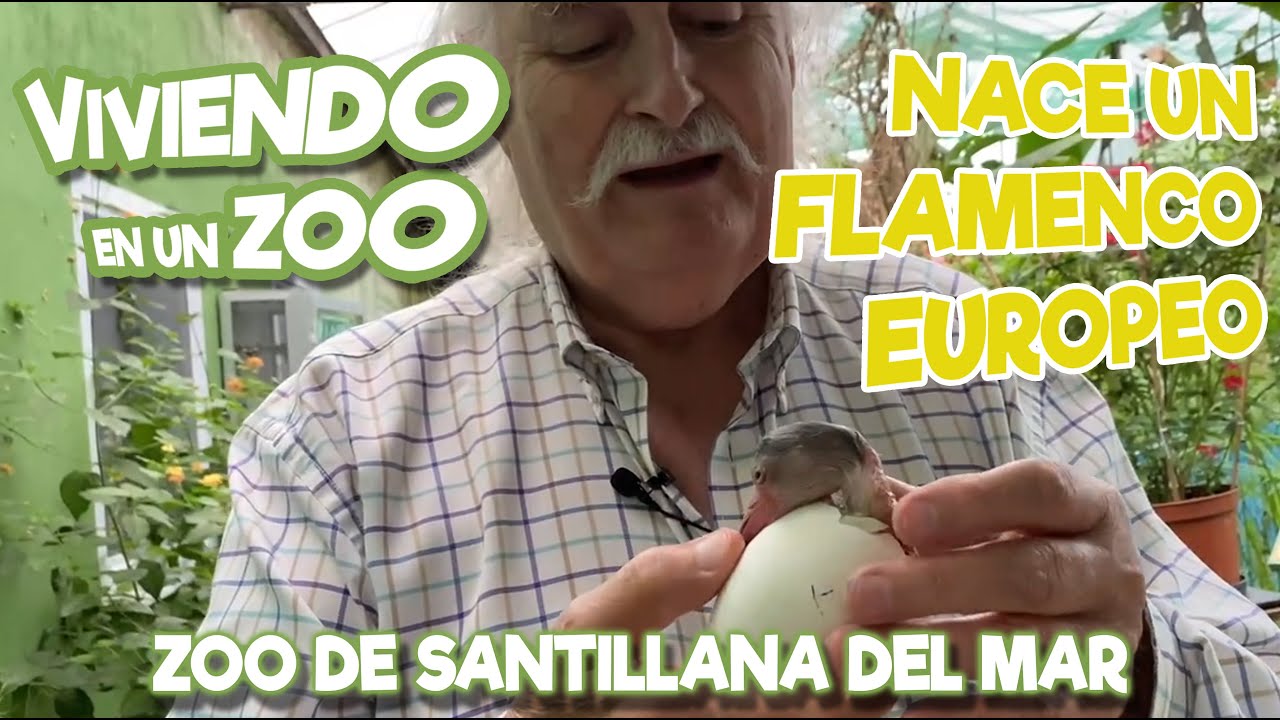 Nace un Flamenco Europeo