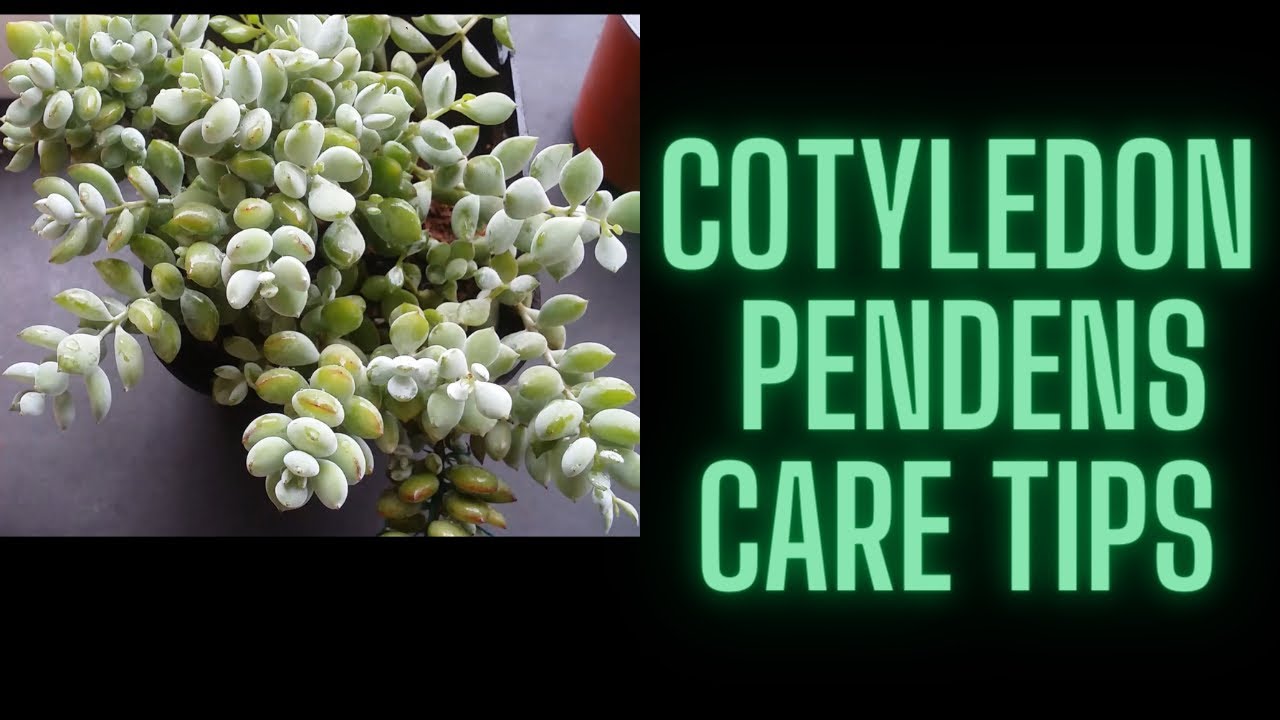 || COTYLEDON PENDENS CARE TIPS ||