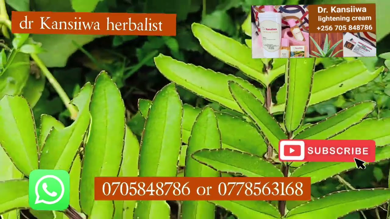 Funn Ddagala Ly'amaanyi Ga Kisajja Kati Gezza Embolo Mangu By Kansiiwa Store