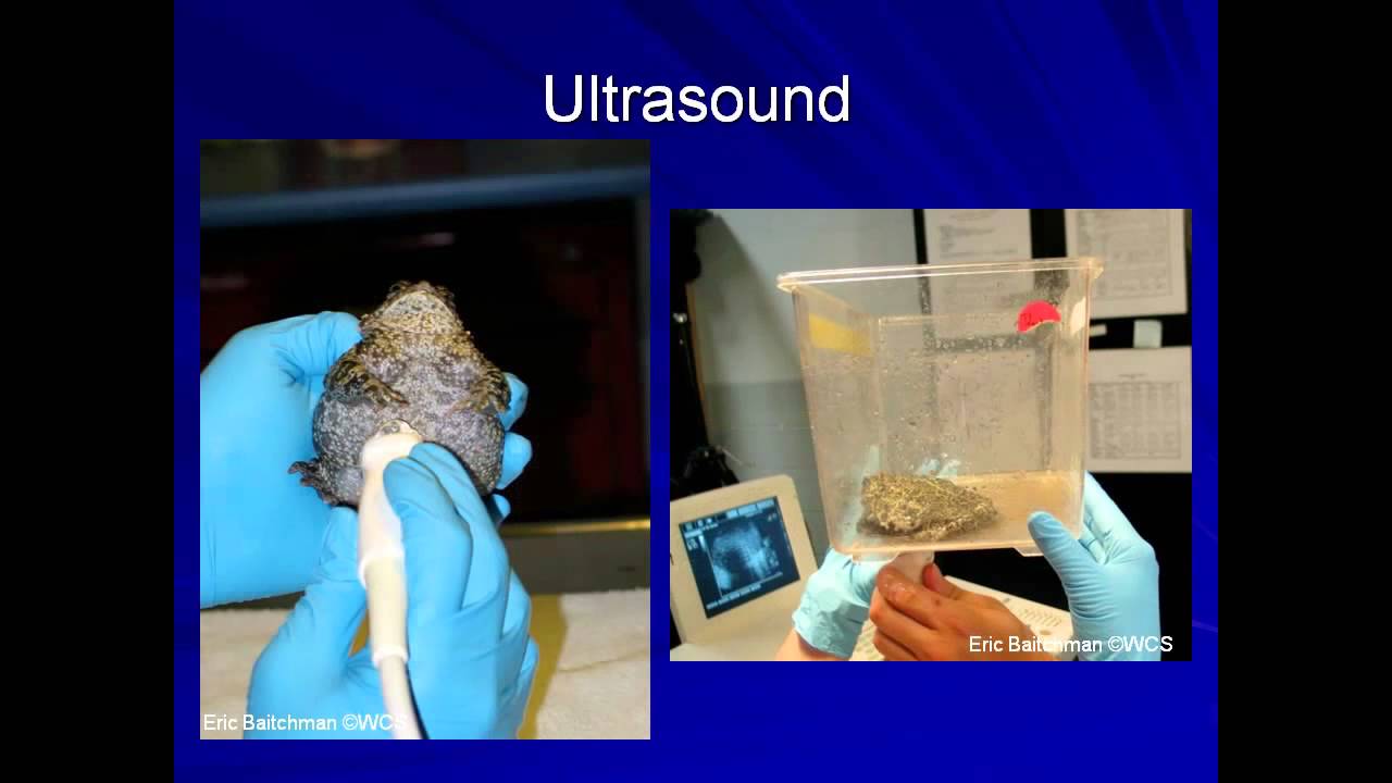 Amphibian Medicine Tutorials: Clinical Techniques