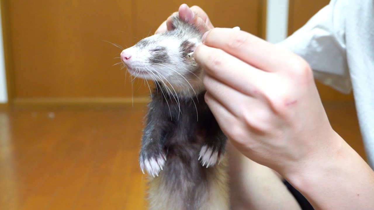 無力なフェレットの耳掃除ががかわいい