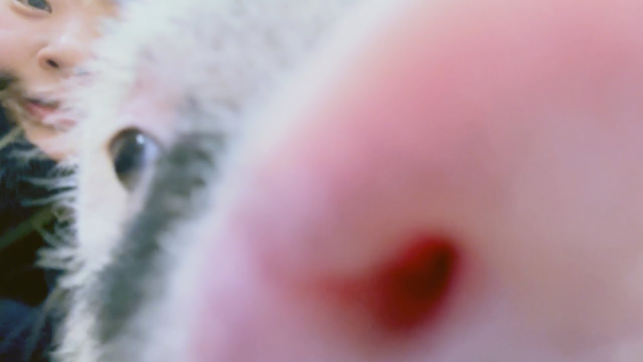 🇯🇵 🐽영상 내내 귀염뽀짝꼬마돼지베이브가 꿀꿀 거립니다 (🐽 | 기절각🛌 | 삿포로 미피그카페🐷)  【홋카이도3】
