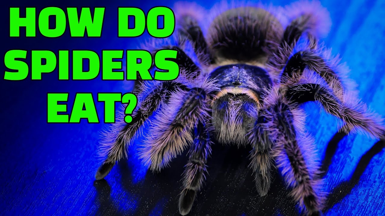 Tarantulas Digest BEFORE They Eat Prey? Spider Digestion EXPLAINED!