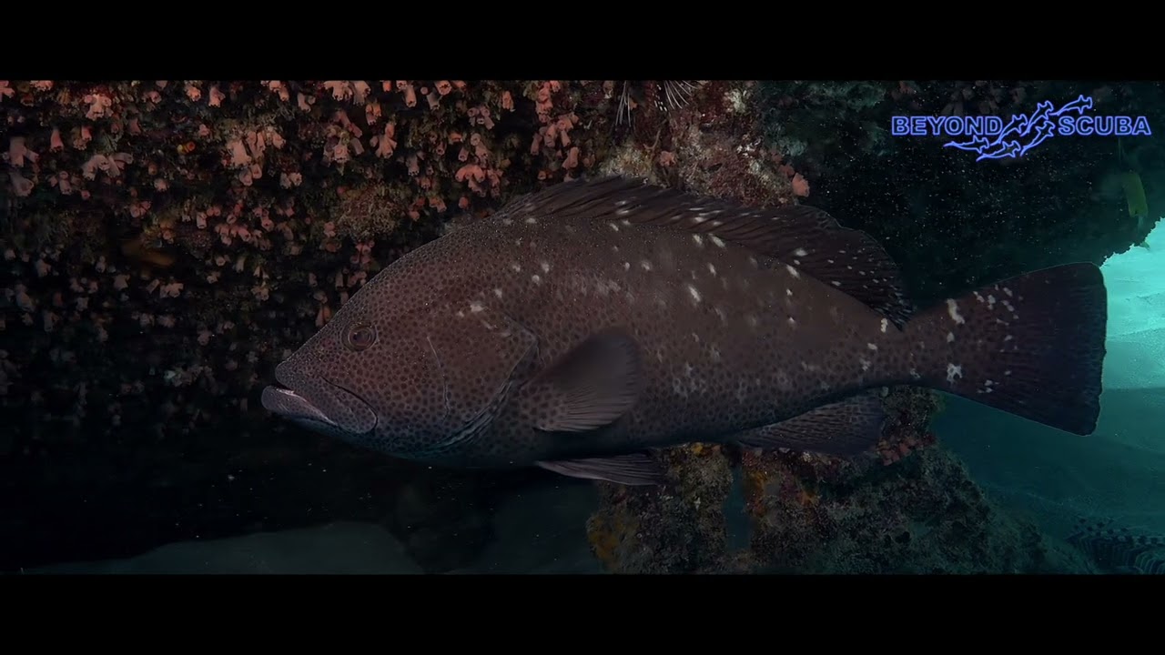 Whiteblotched Grouper (Epinephelus multinotatus) on the Tug II wreck