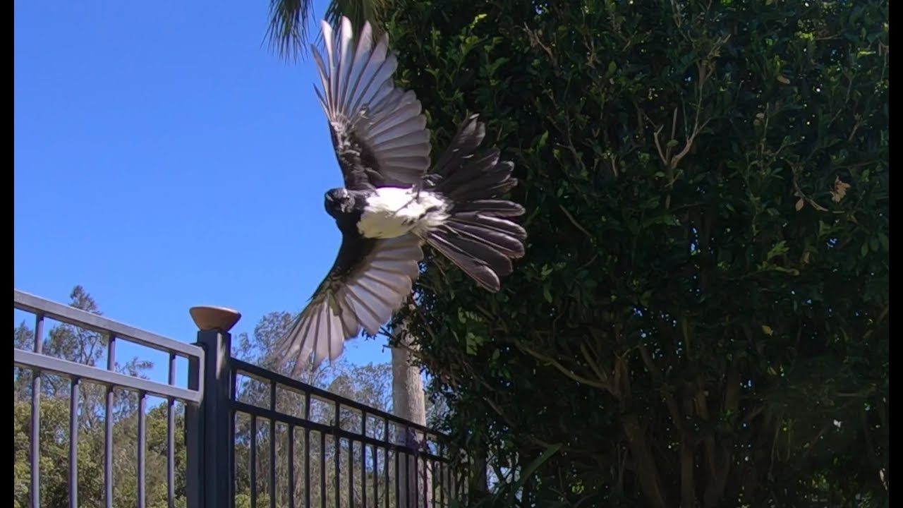 Birds landing in Slow Motion