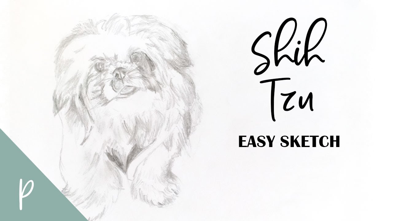 How to Draw a Shih Tzu(Time-lapse)