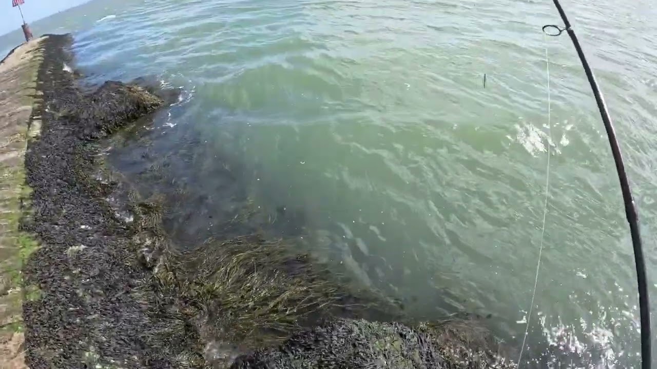 Sea bass fishing/lure fishing/Harwich