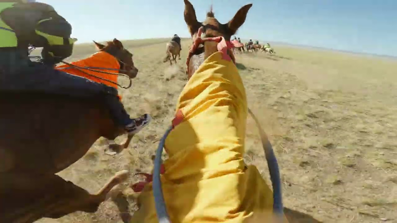 Mongolian horse race