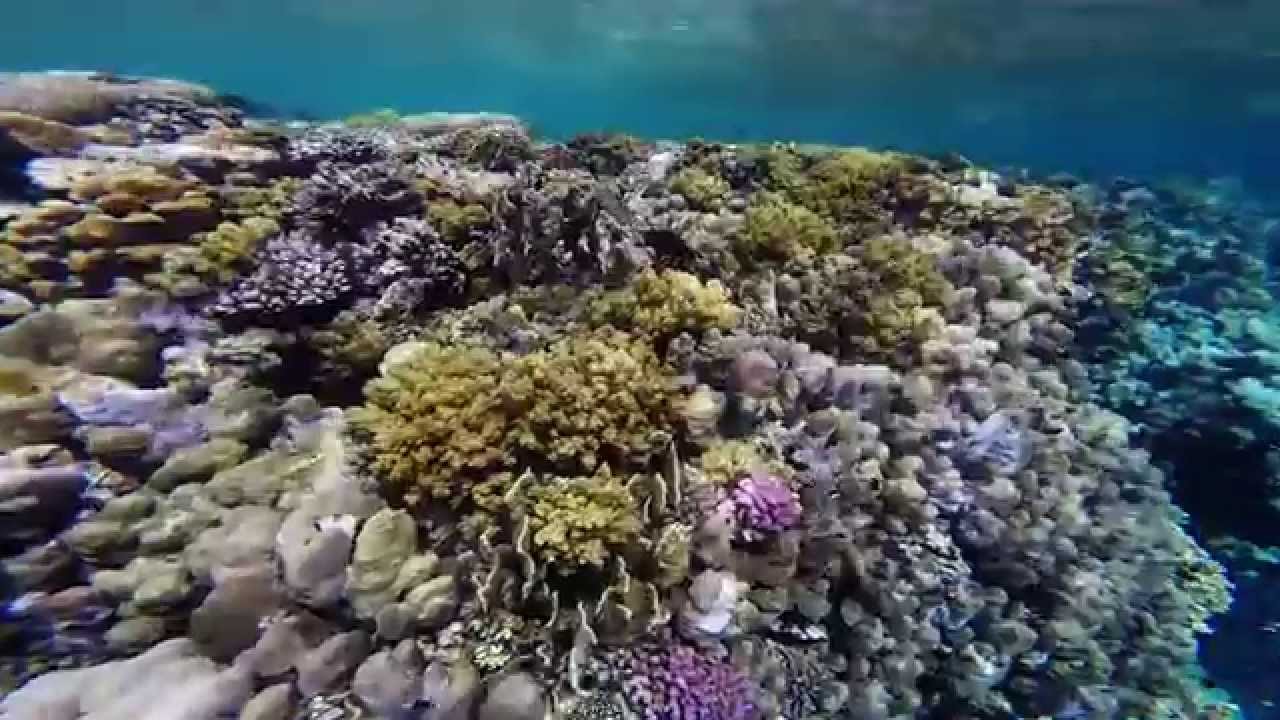 Gorgonia Beach - Marsa Alam - Fred & Deia 2014