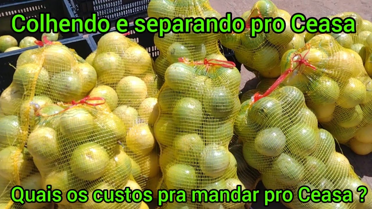 Meus custos para mandar meu maracujá pro Ceasa #nature #agriculture #agro #roça