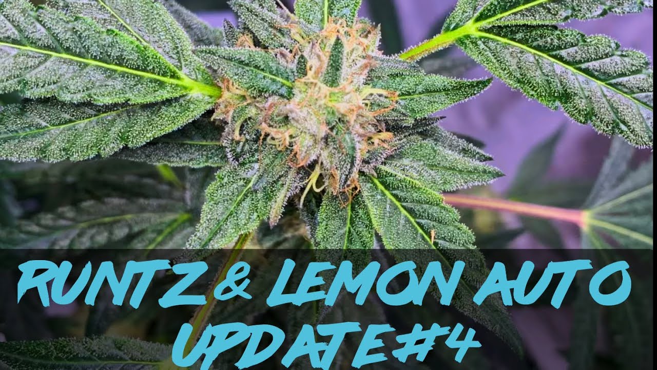 Matty Grows | The Indoor Grow | Runtz & Lemon Auto | #4 | #Purplecitygenetics #Runtz #LemonAuto