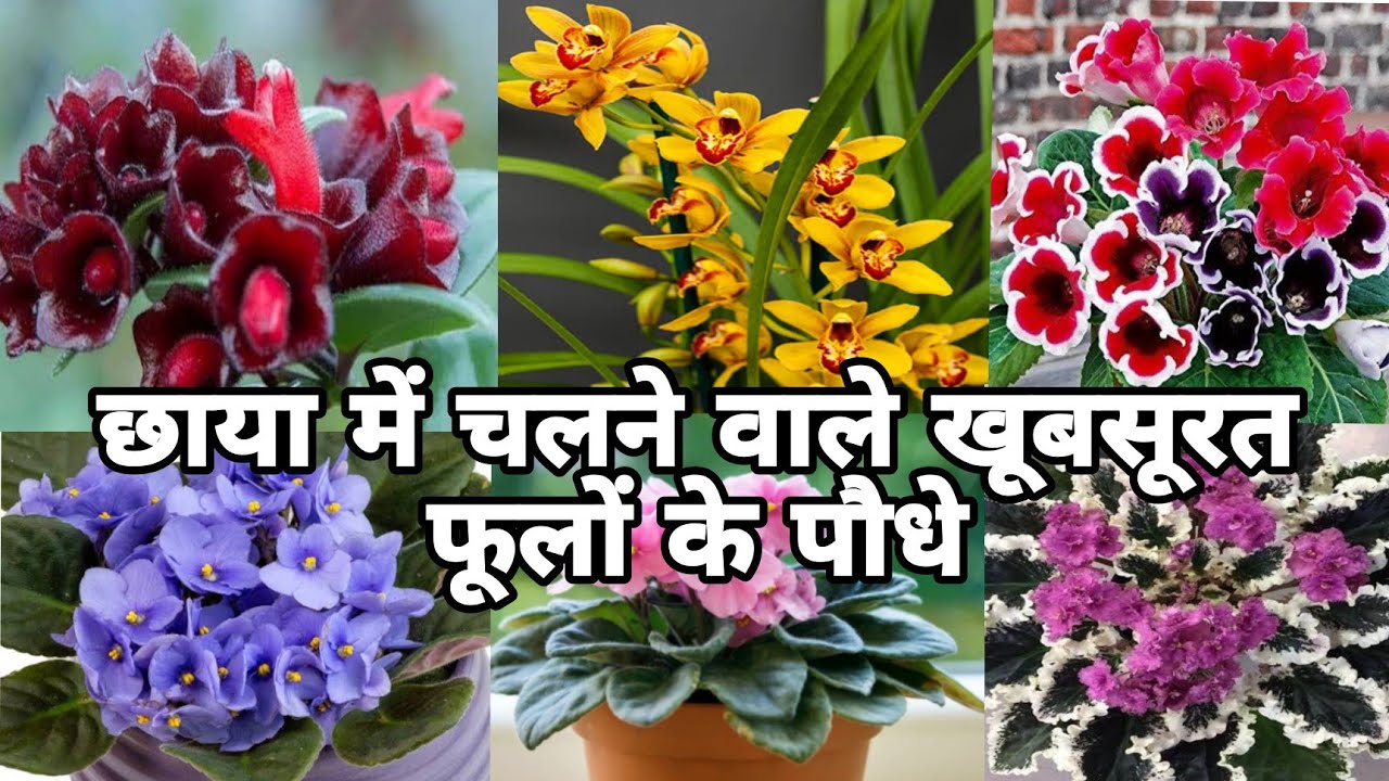 February/March छाया में लगने वाले Shade loving summer flowering plant/Indoor flower plant in India.