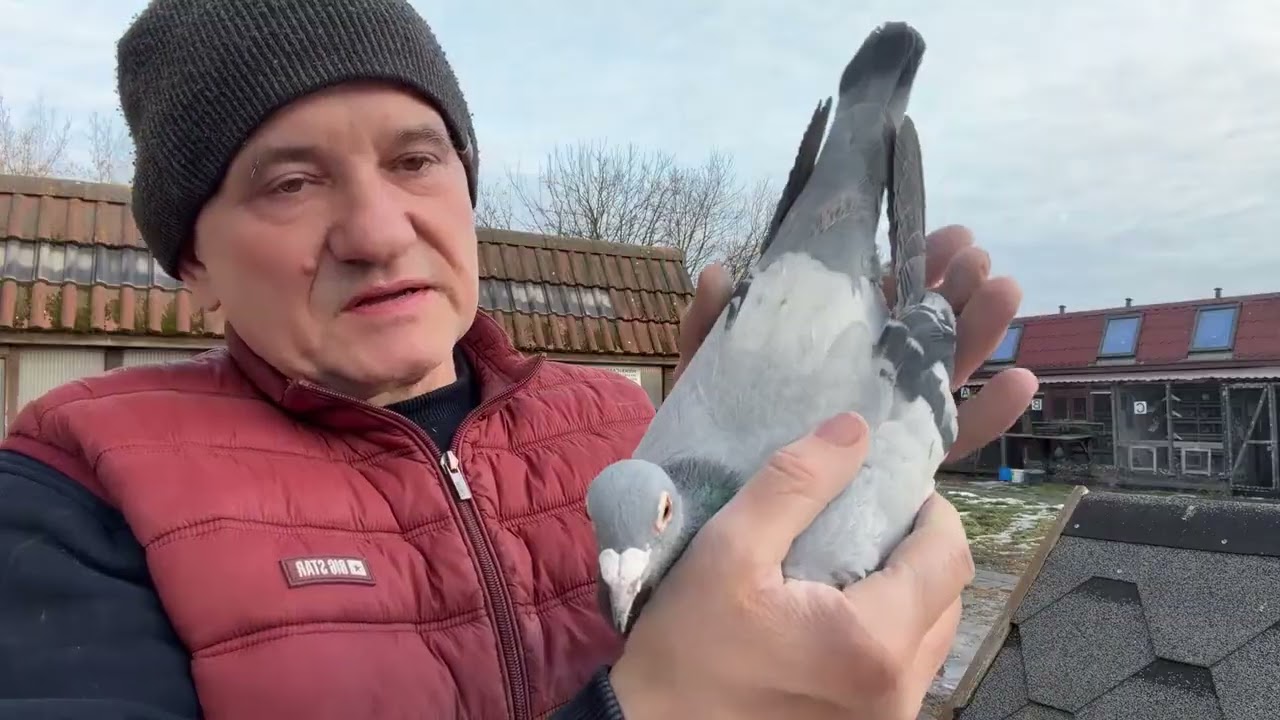 Gołębie Hallmann Schaerlaeckens  Baranowski Pitbull  Leo Heremans olimpiade 03  Wierzbicki 513016809