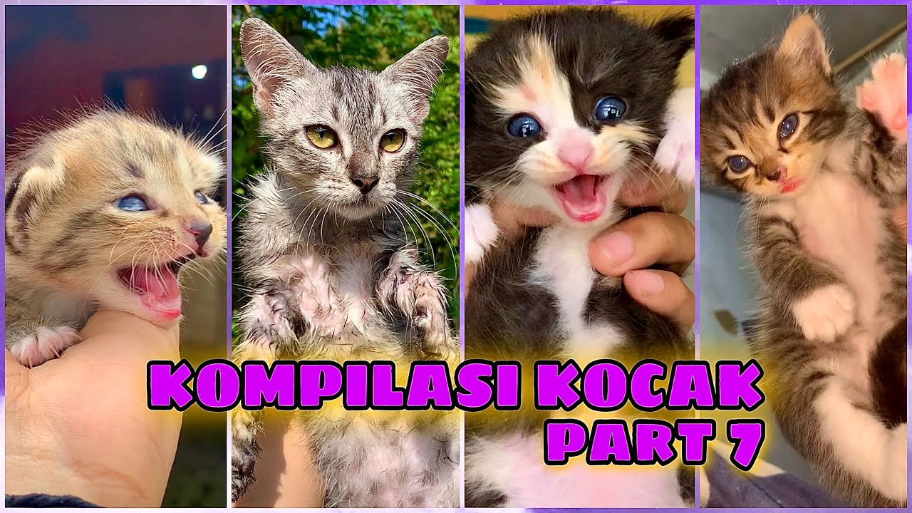 KOMPILASI KUCING LUCU KOCAK NGAKAK PART 7 REPUBLIC OF CAT (RO Cat)