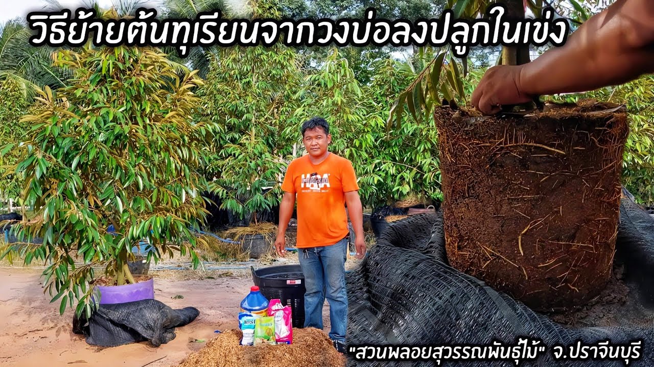ปลูกทุเรียนในวงบ่อ วิธีย้ายต้นทุเรียนจากวงบ่อลงปลูกในเข่ง 