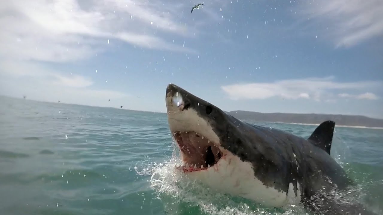 Montauk Sharks