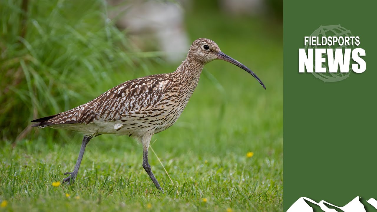 How grouseshooting is saving curlews