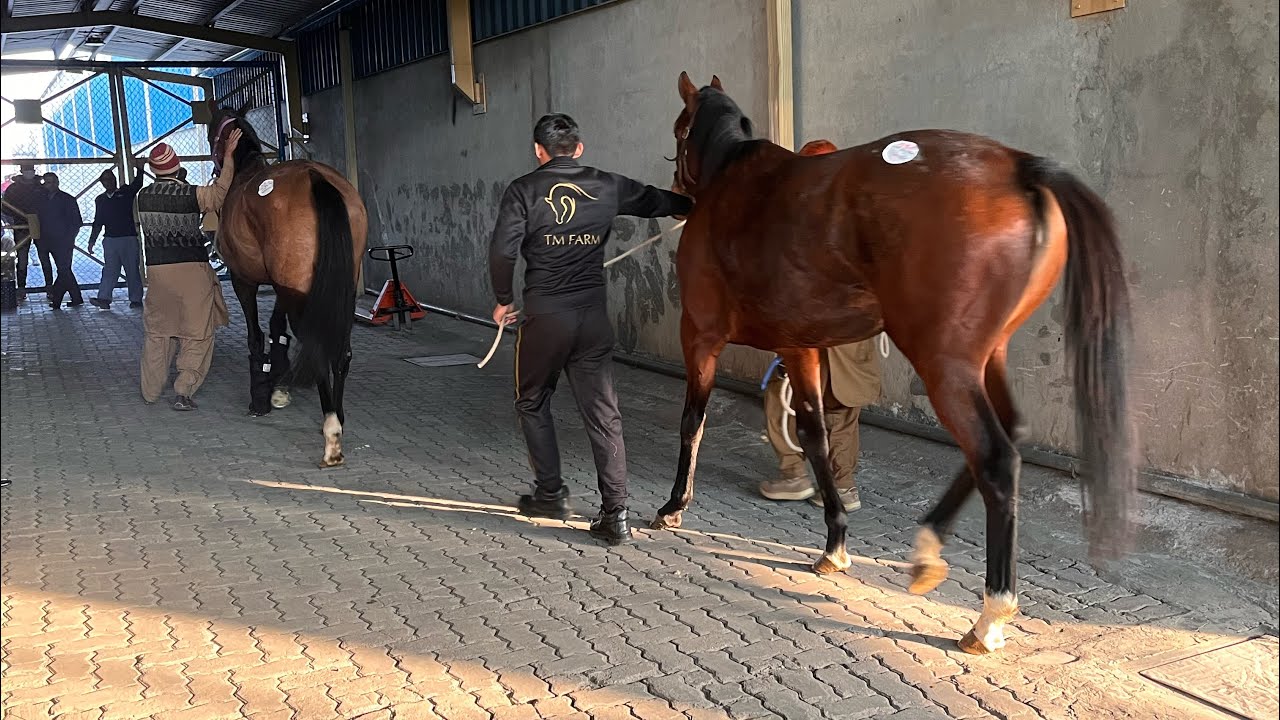 World finest Blood stock lands in Pakistan (Thoroughbred)